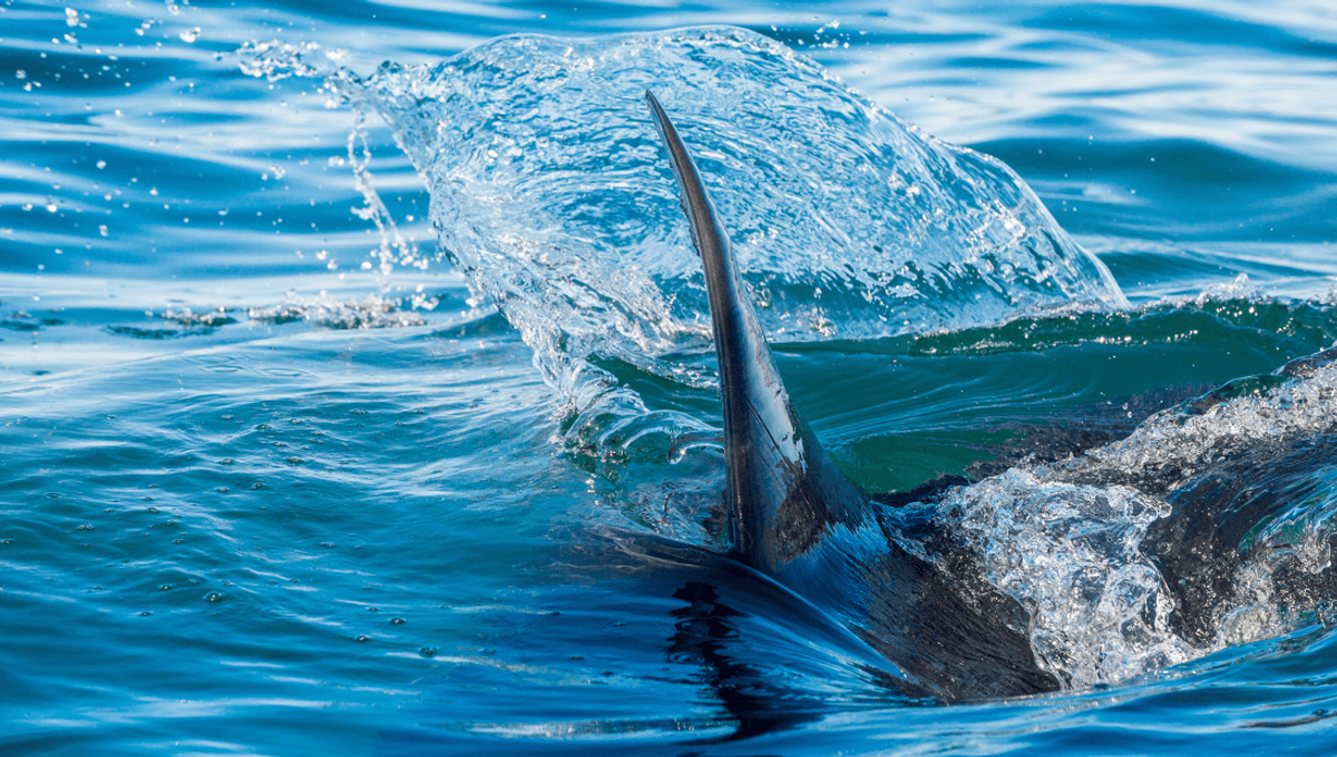 Megalodon's Speed: A Denticle-Based Race