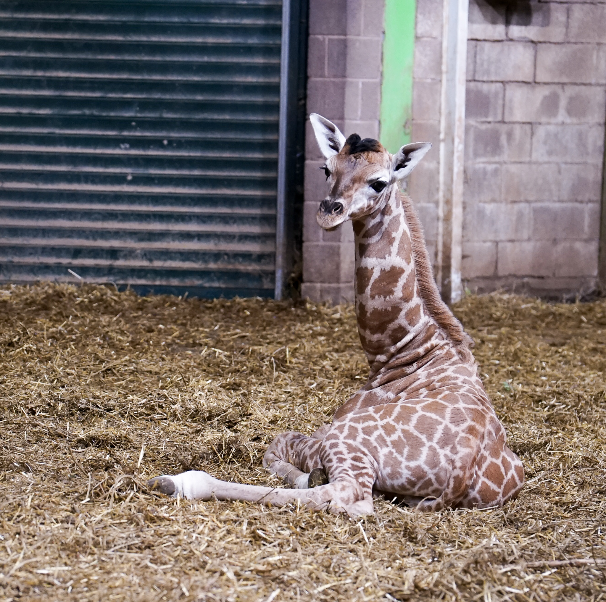 Help Name Belfast Zoo's Newest Giraffe!