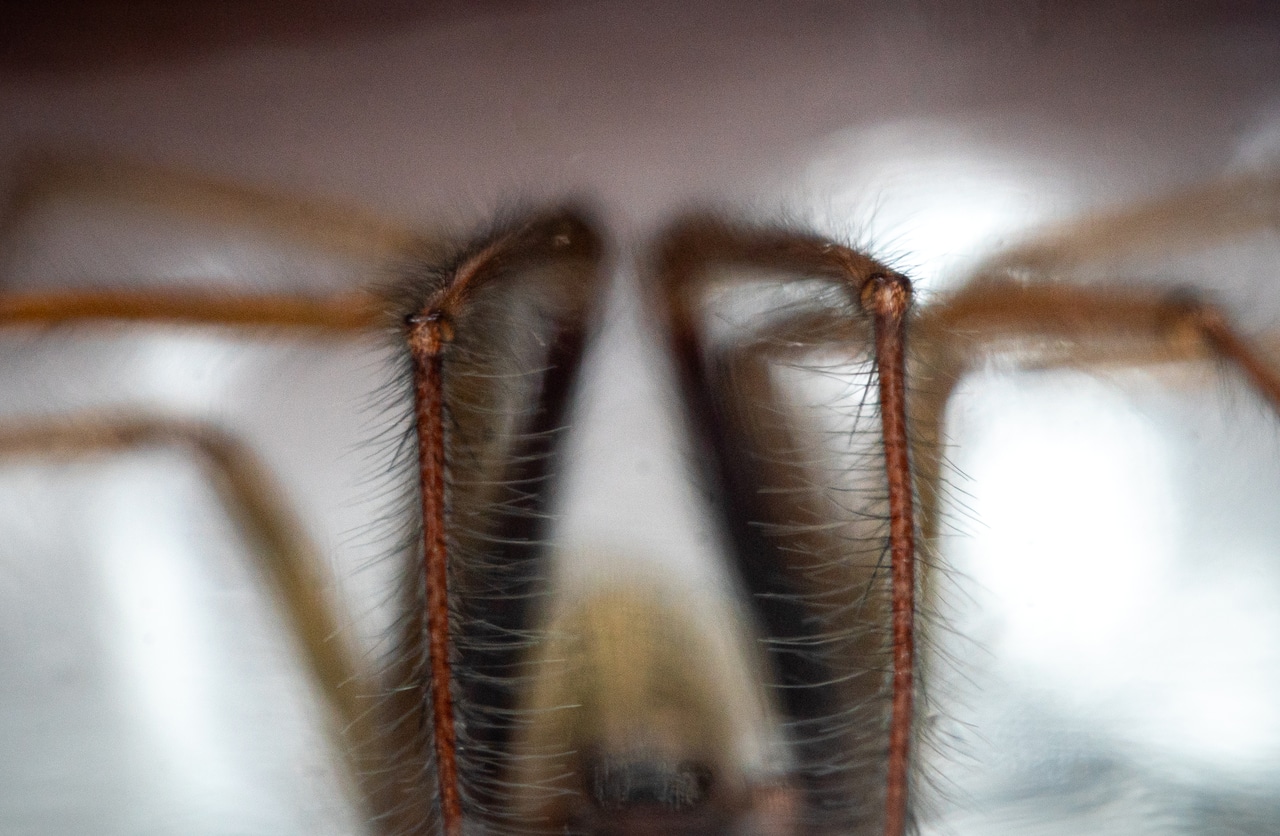 Giant House Spiders: Oregon's Largest Arachnids