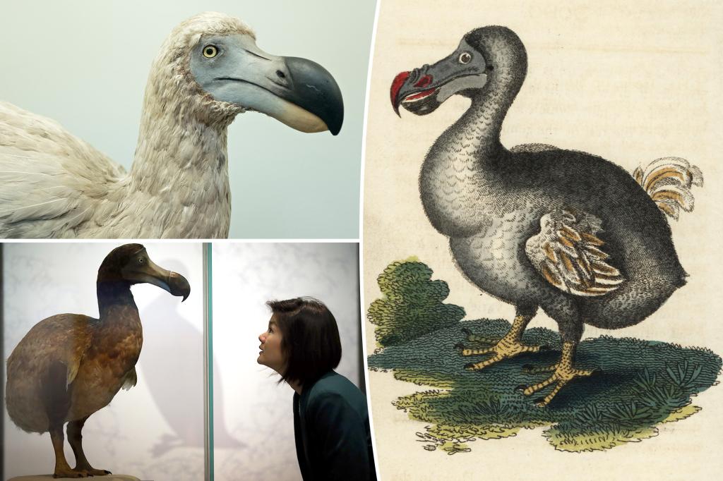 Dodo Bird's Reputation Rehabbed: New Study Reveals Powerful Past