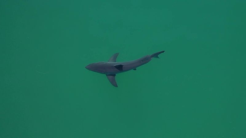 AI Shark Spotting: Drones Get Smart to Keep Beachgoers Safe