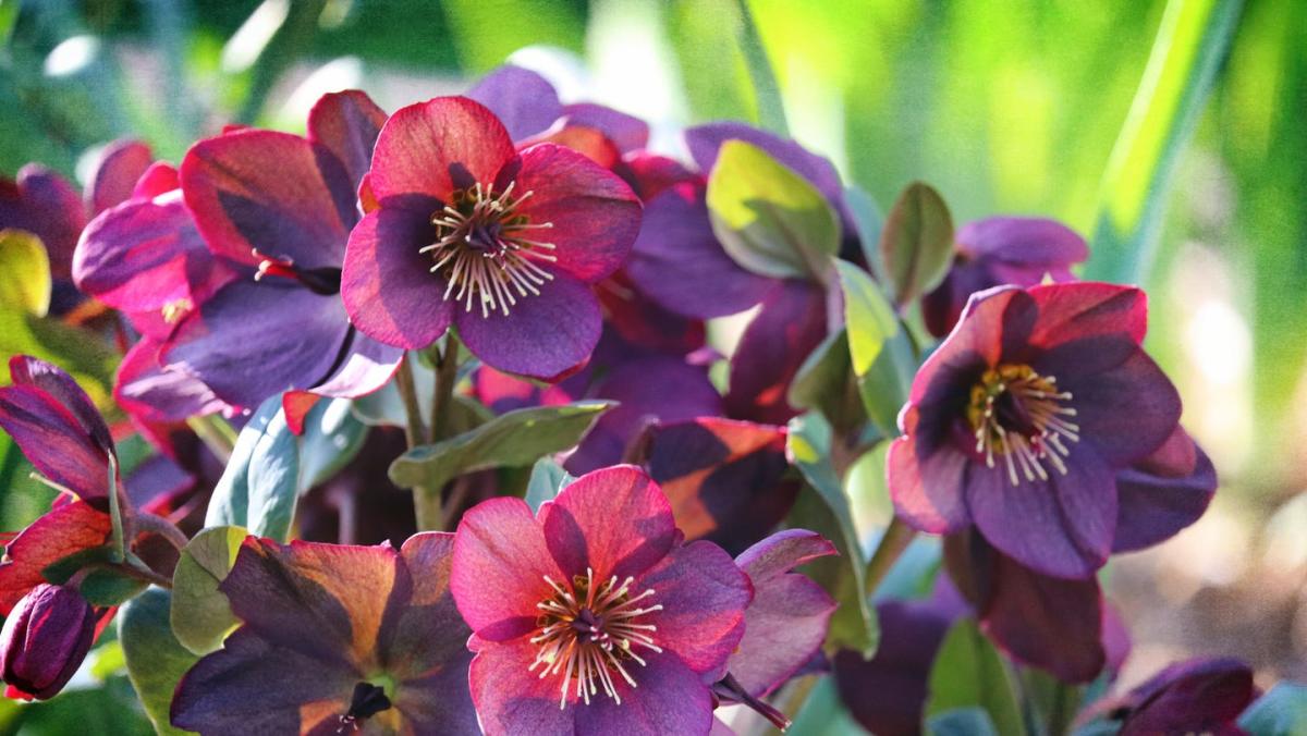 Grow Gorgeous Hellebores: A Gardener's Guide to Decades of Blooms