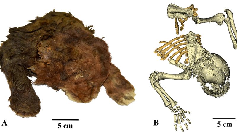 Siberian Discovery: First-Ever Saber-Toothed Cat Mummy Unearthed